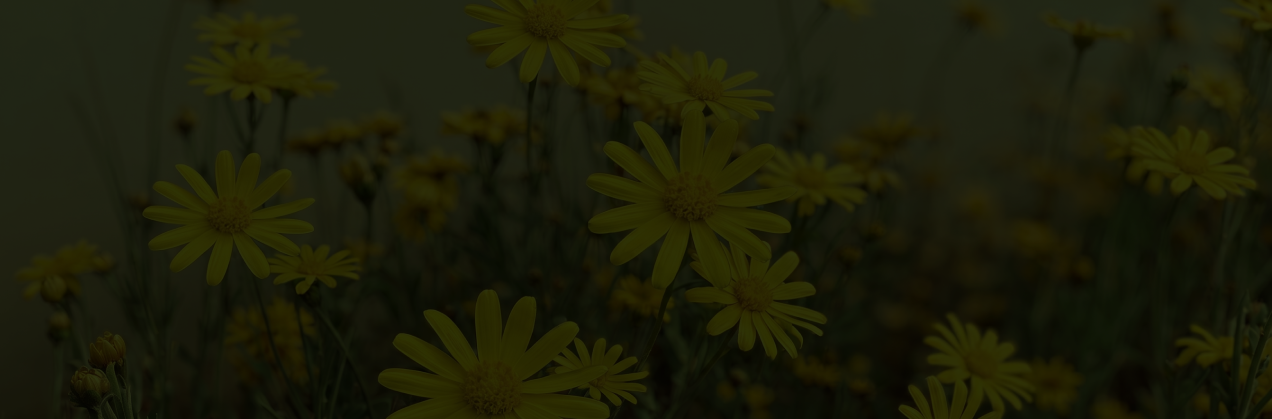 Yellow daisies blooming at Greenfields