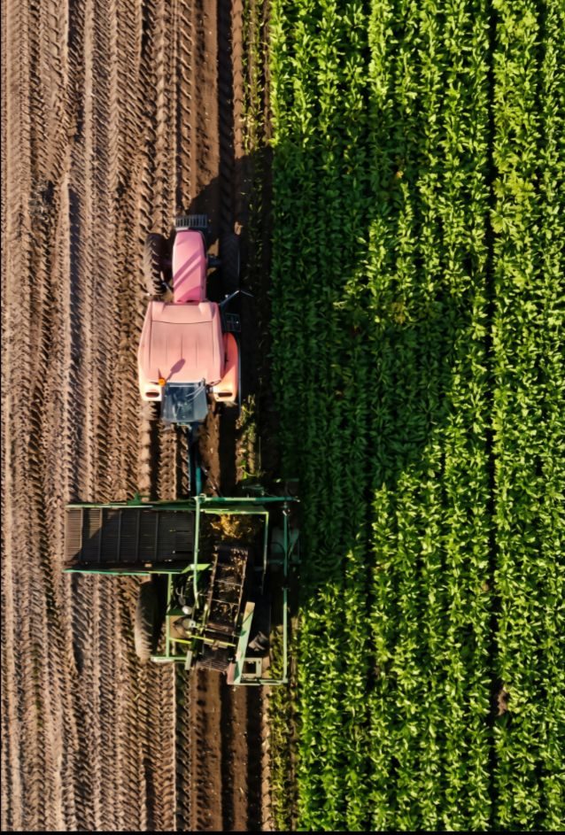 Tractor and field workers among date palms